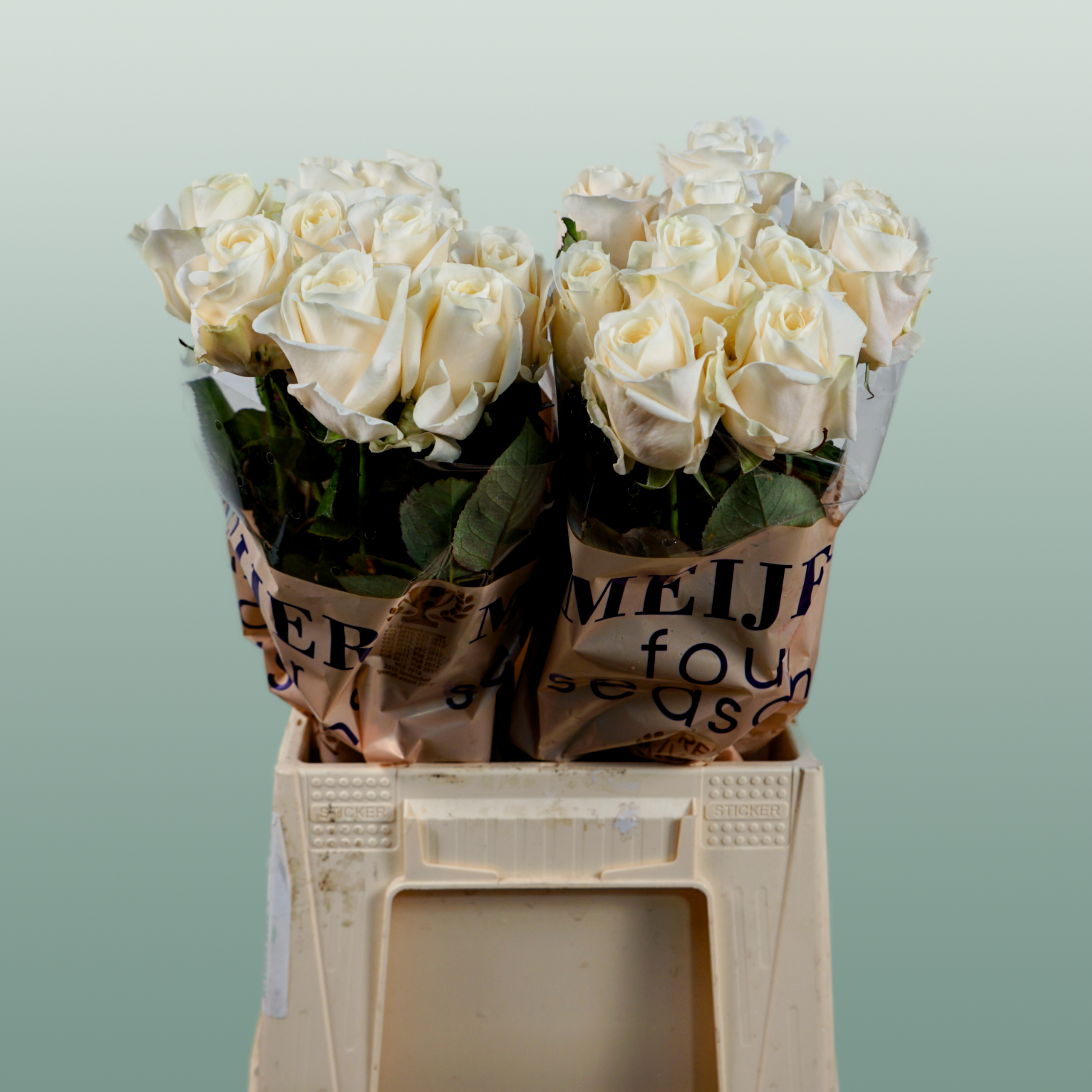 Rose - Rosa - Four Seasons+
