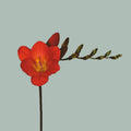 Freesia Red Passion (50 Stems)