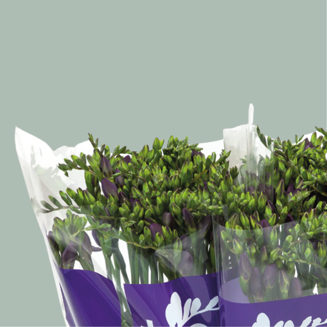 Freesia - Freesia - Delta River