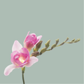 Freesia Monaco (50 Stems)