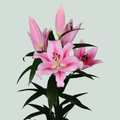 Lily - Lilium - Frontera