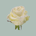 Rose Frost Avalanche (20 Stems)