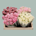 Rose Frost Mixed (80 Stems)