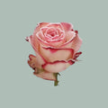 Rose - Rosa - Paloma