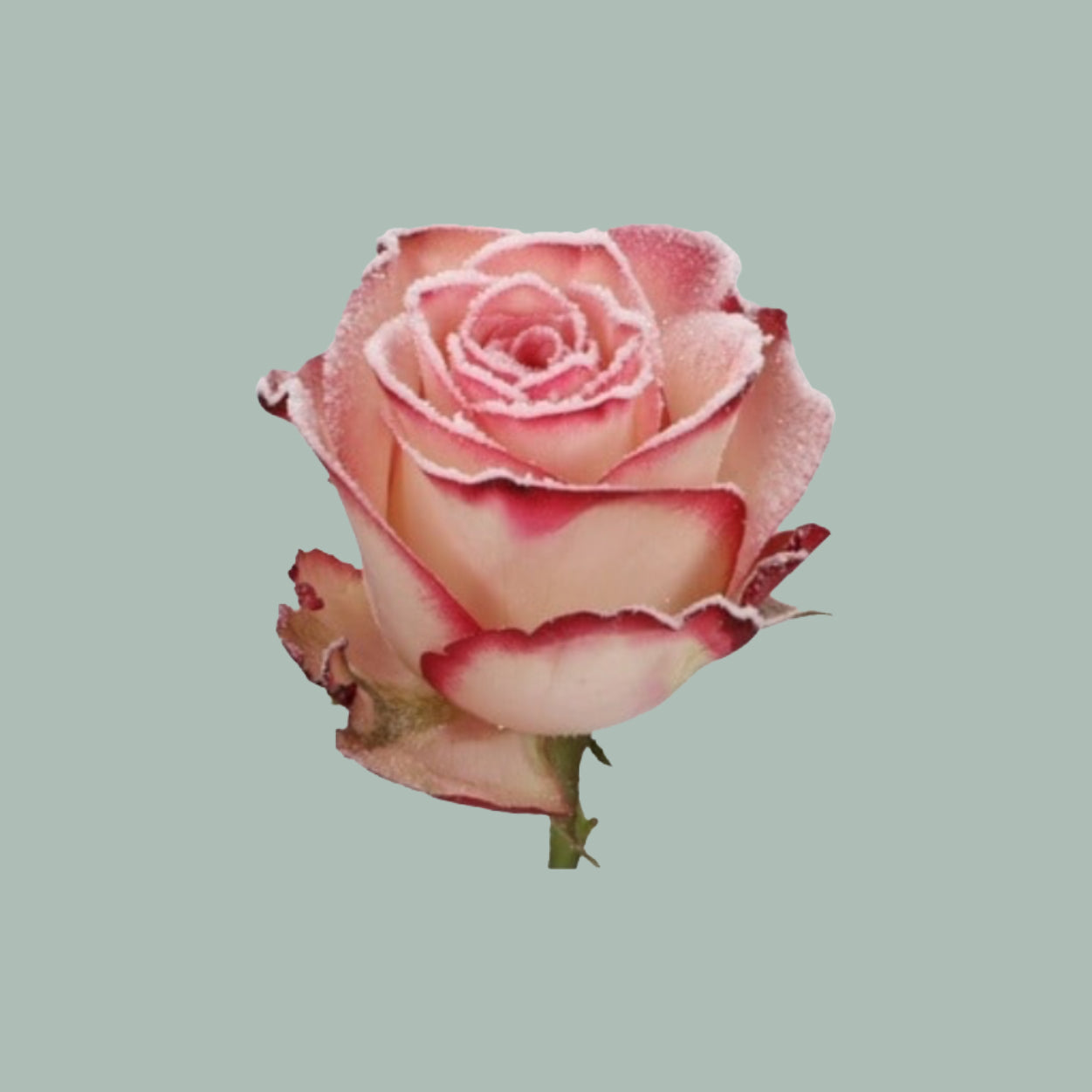 Rose - Rosa - Paloma