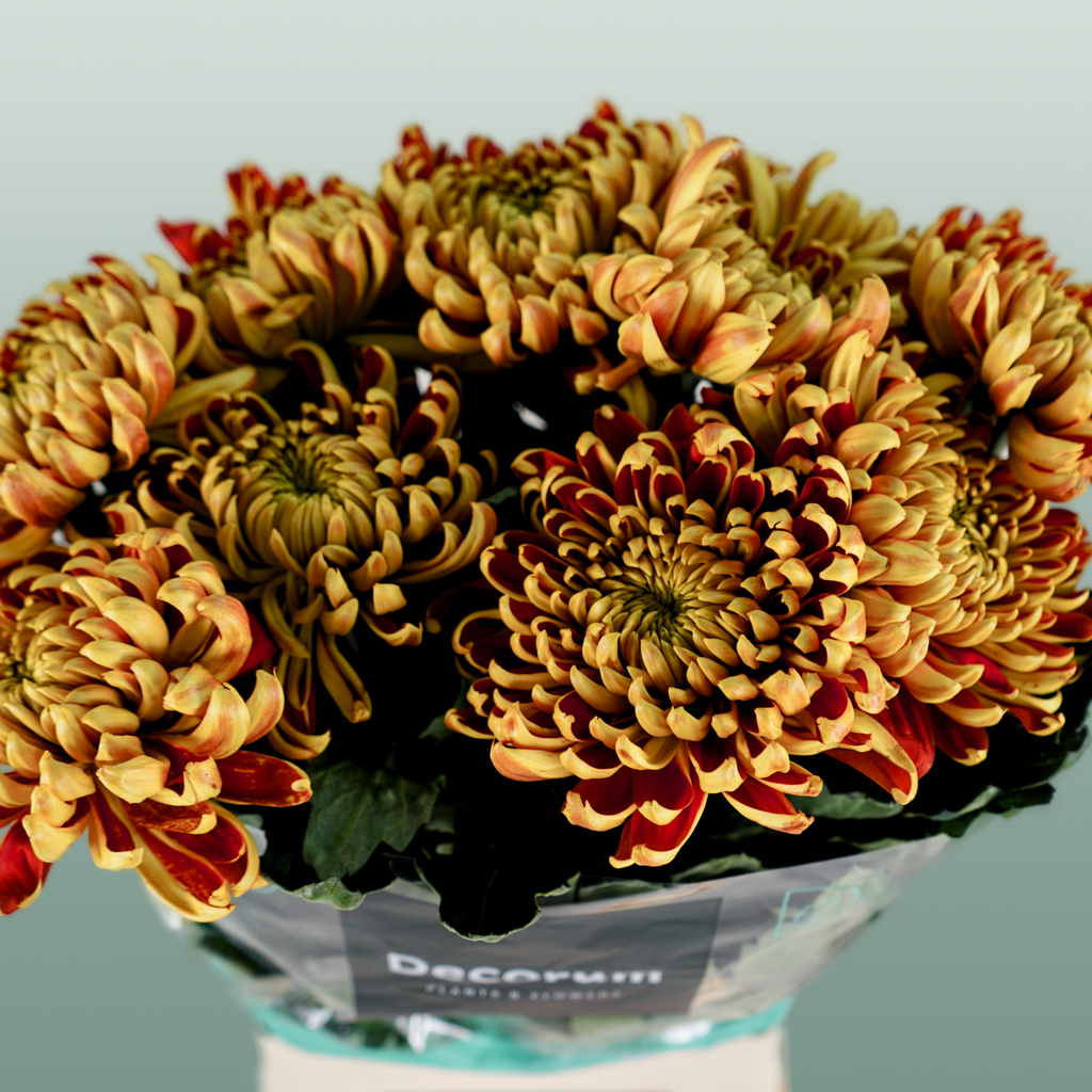 Chrysanthemum G Fuego