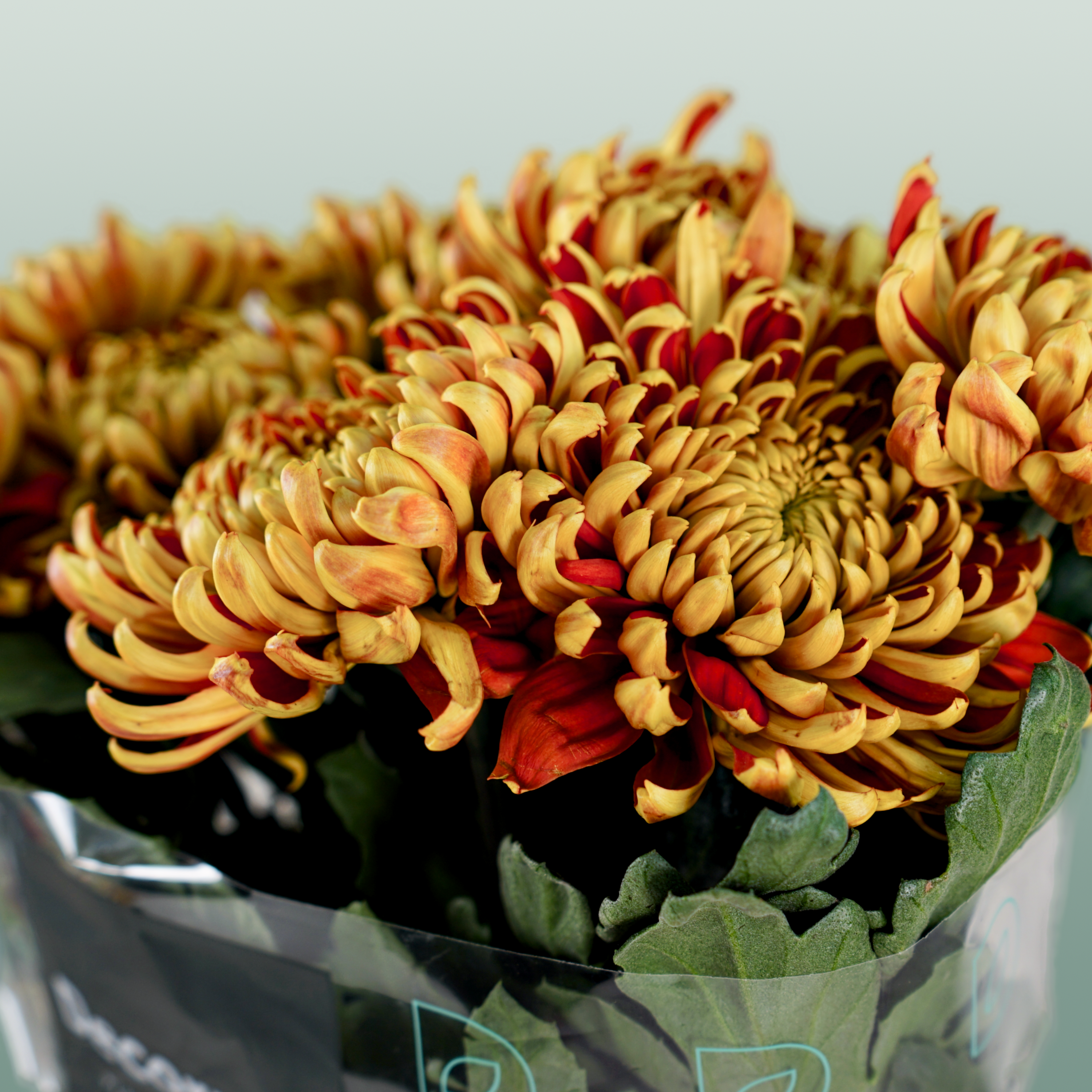 Chrysanthemum G Fuego