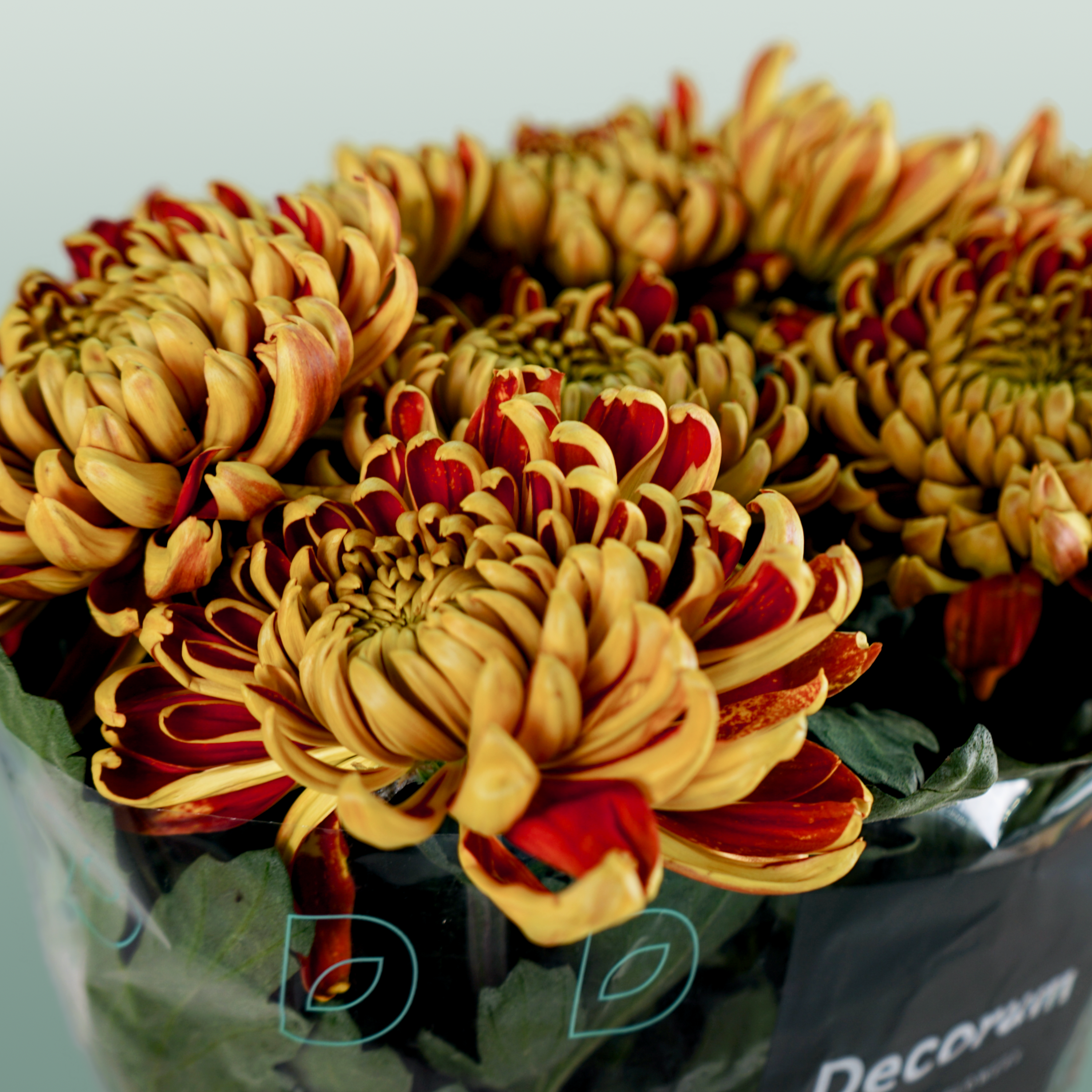 Chrysanthemum G Fuego