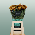 Chrysanthemum G Fuego