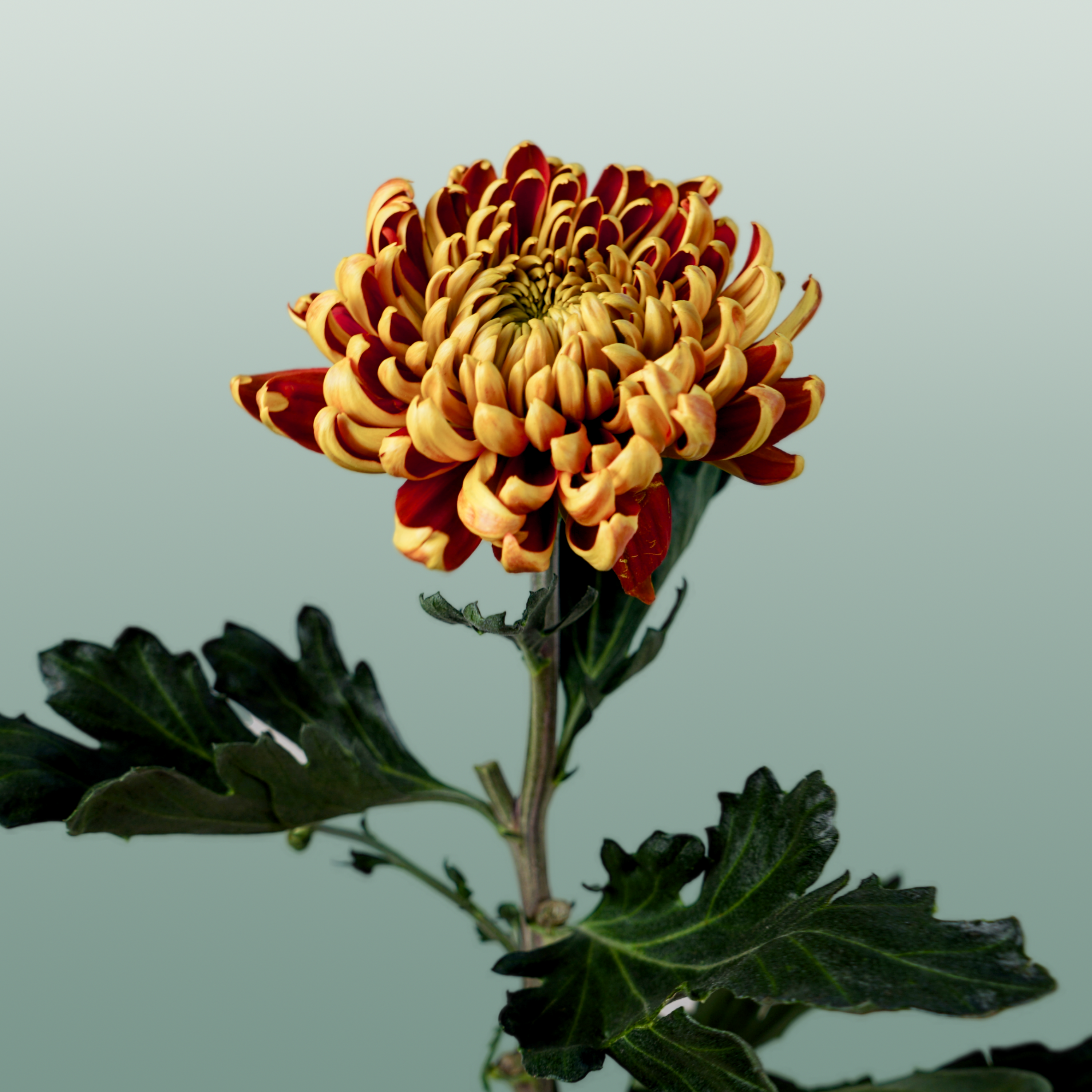 Chrysanthemum G Fuego