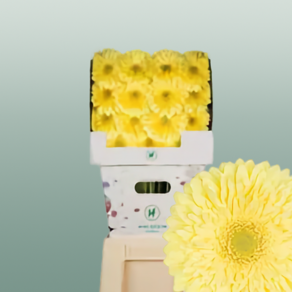 Gerbera - Gerbera - Full Moon