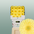 Gerbera - Gerbera - Full Moon