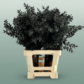 Dried Ruscus Aculeatus Black