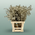 Dried Ruscus Aculeatus Platinum
