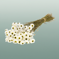 Dried Acroclinium Natural White