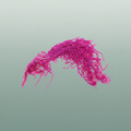 Dried Bleached Amaranthus Caudatus Cerise
