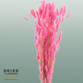 Dried Bleached Lagurus Light Pink