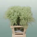 Dried Stipa Feather Mint Green