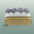 Dried Bleached Dandelion Stardust Box