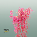 Dried Bleached Gypso Xlence Cerise