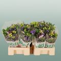 Mixed Summer Bouquet - Mixed Bouquet Bs