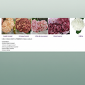 Hydrangea Equadorian Wedding Mix
