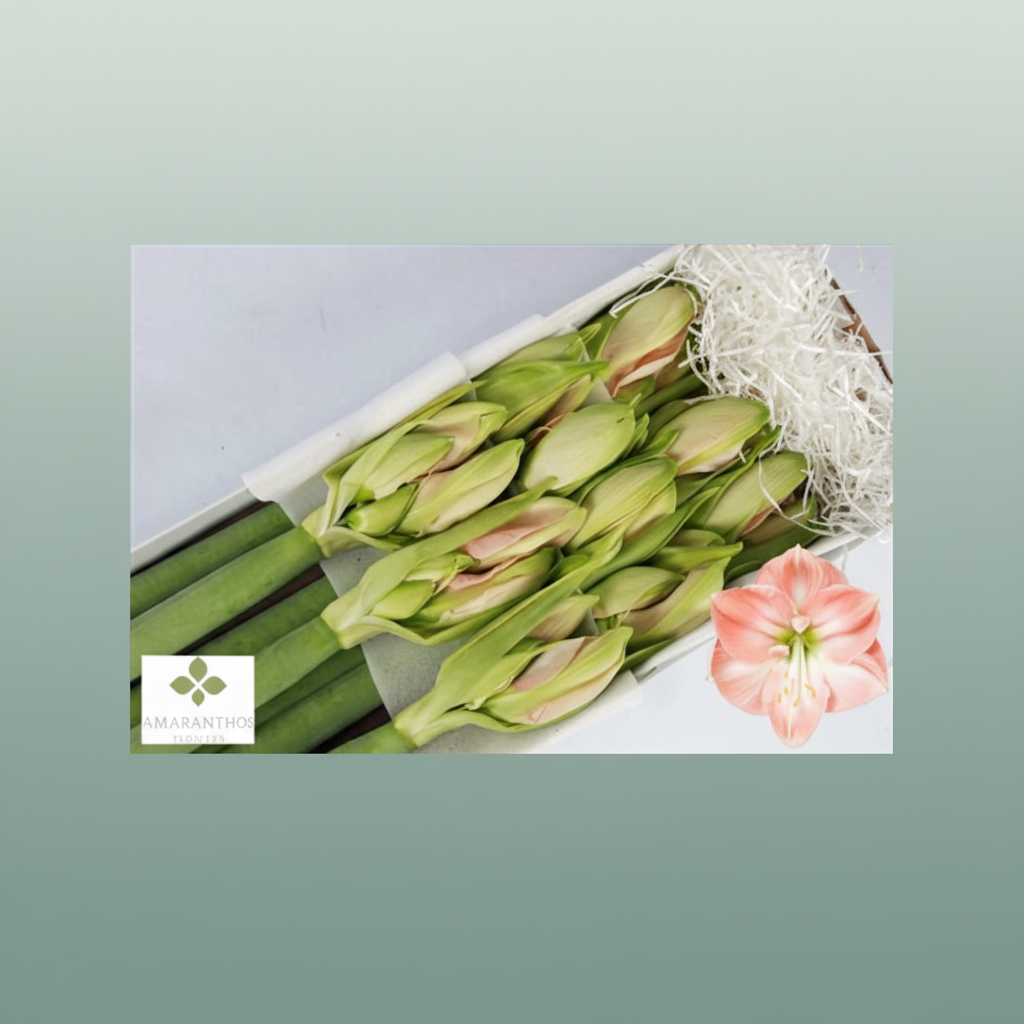 Amaryllis Darling