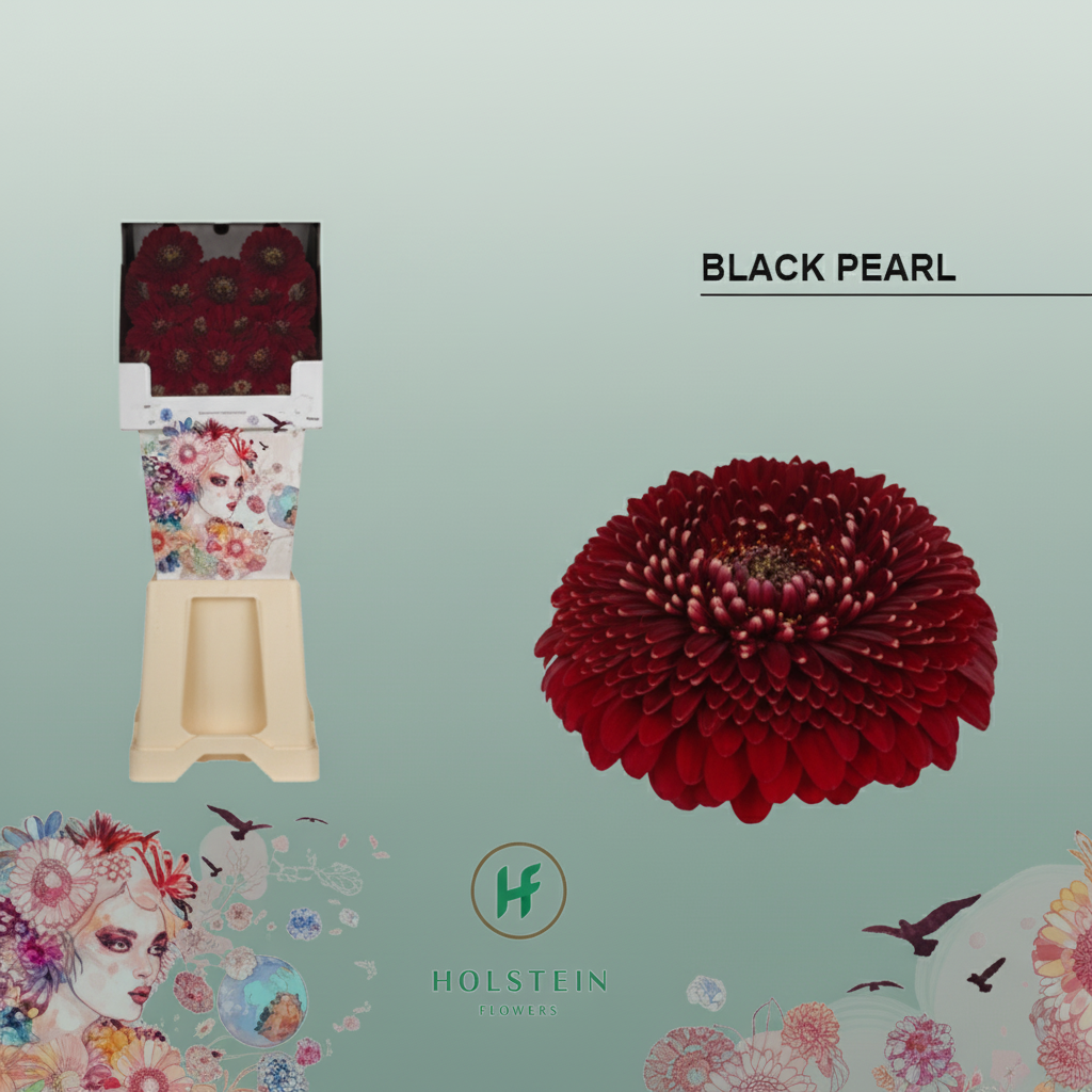Red Black Pearl Germini Cut Flowers – 45cm Stems