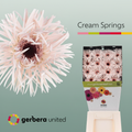 Gerbera Large Spider Cream Springs