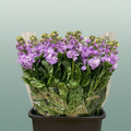 Matthiola Iron Marine