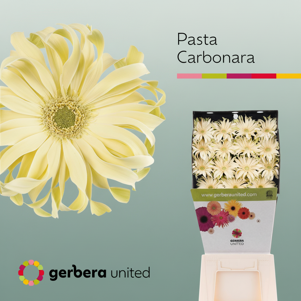 Gerbera - Pasta Carbonara