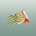 Amaryllis Coral Flame