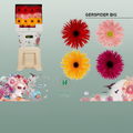 Gerbera Large Spider Mixed
