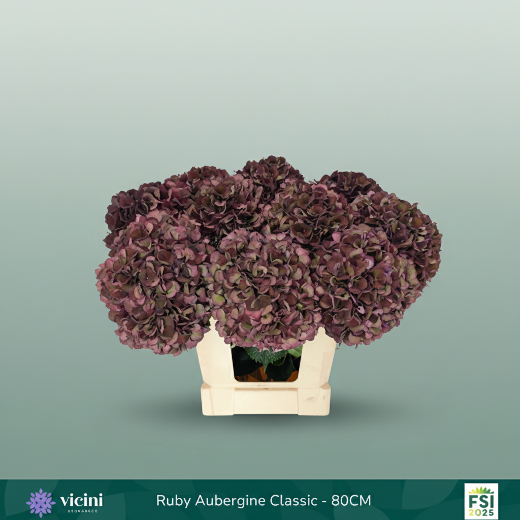 Hydrangea - Hydrangea - Kolmadaru