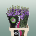 Matthiola Iron Blue