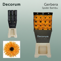 Gerbera Large Spider Bambu
