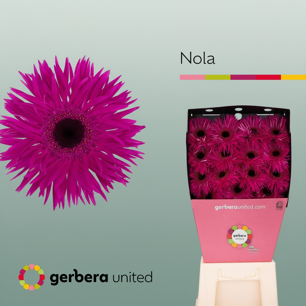 Gerbera Large Spider Nola