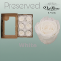 Rose Preserved White