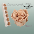 Rose Preserved Nude