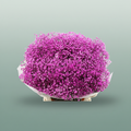 Gypsophila - Gypsophila Other - Pink Hot