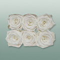 Rose Preserved Classic Ivory