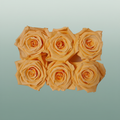 Rose Preserved Classic Peach