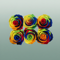Rose Preserved Classic Rainbow