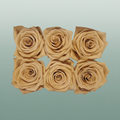 Rores Classic Apricot