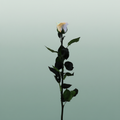 Rose Preserved Stem Rainbow Pastel