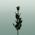 Rose Preserved Stem Rainbow