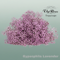 Gypsophila Dyed Lavendel