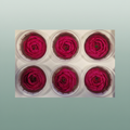 Ran Pres Fuchsia