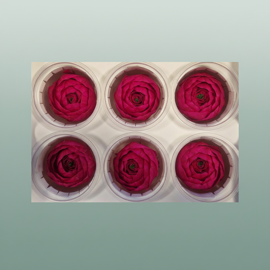 Ran Pres Fuchsia