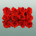 Rose Preserved Mini Red Scarlet